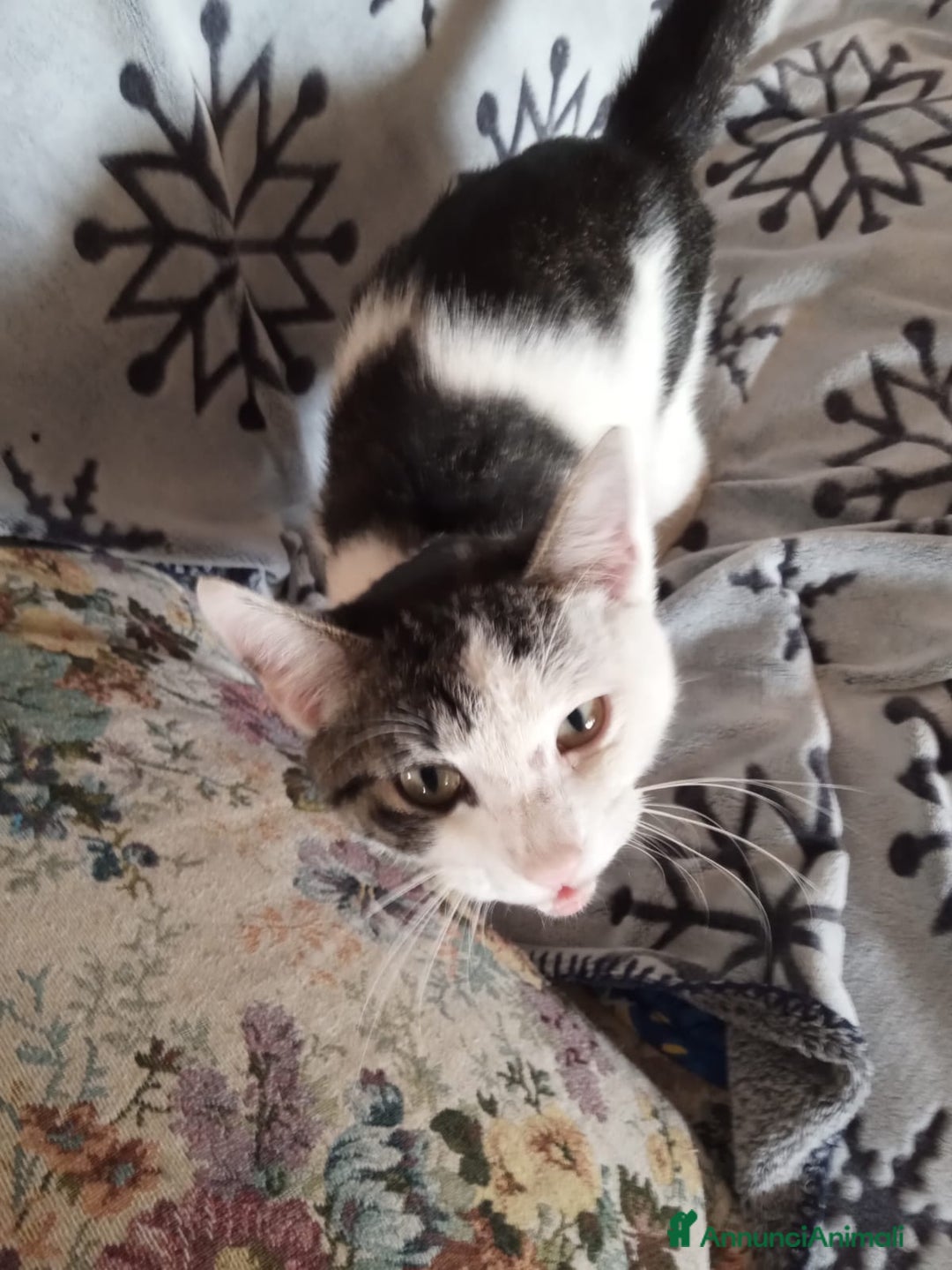 Europeo gatti in regalo: Gattino di circa 6 mesi cerca casa - Annuncio 3