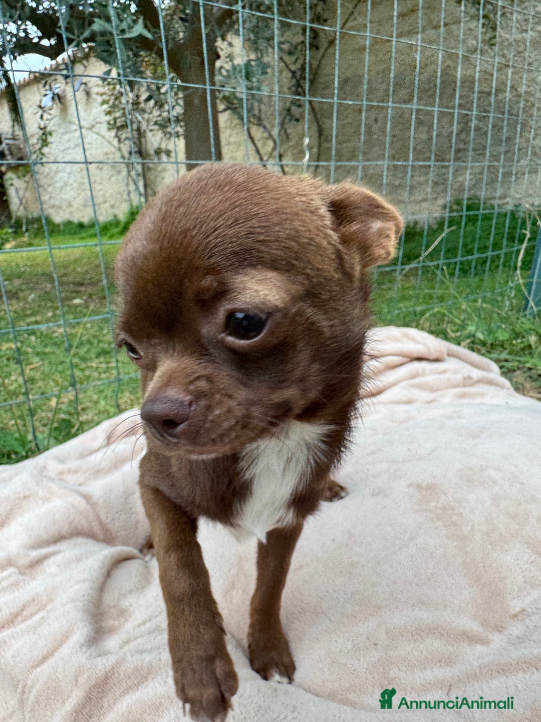 Chihuahua cani in vendita: Chihuahua maschio con pedigree Enci - Annuncio 7