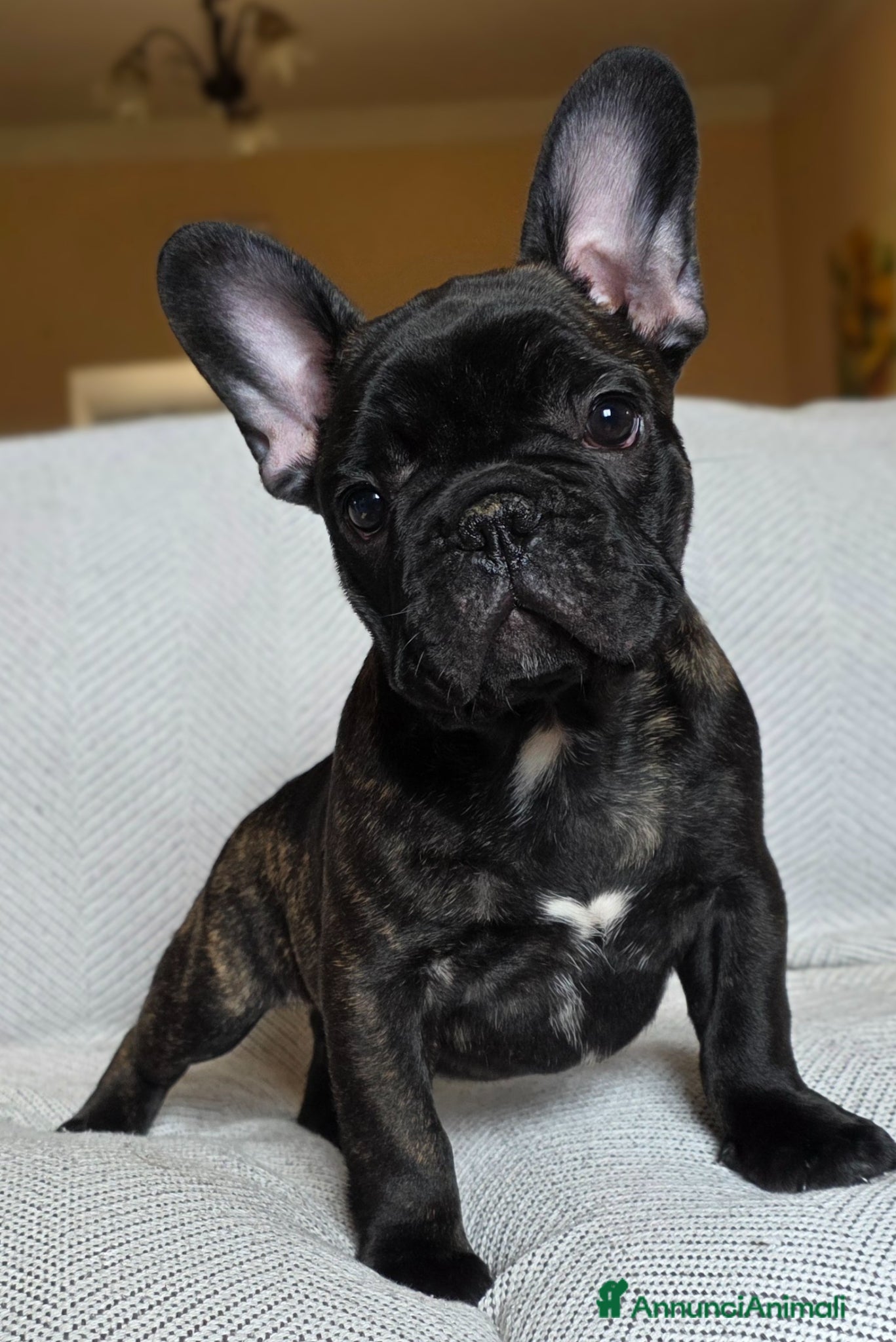 Bulldog Francese cani Cuccioli Bouledogue Francese - Annuncio 2