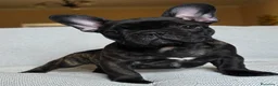 Bulldog Francese cani in vendita: Cuccioli Bouledogue Francese - Annuncio 1