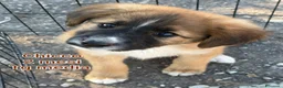 Meticcio cani in regalo: Cuccioli in cerca di famiglie  - Annuncio 1