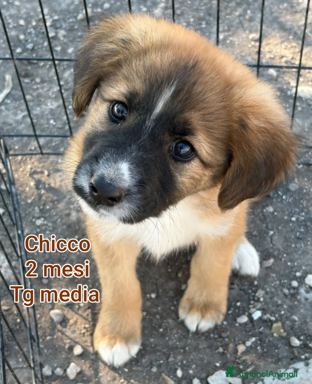 Meticcio cani in regalo: Cuccioli in cerca di famiglie  - Annuncio 1