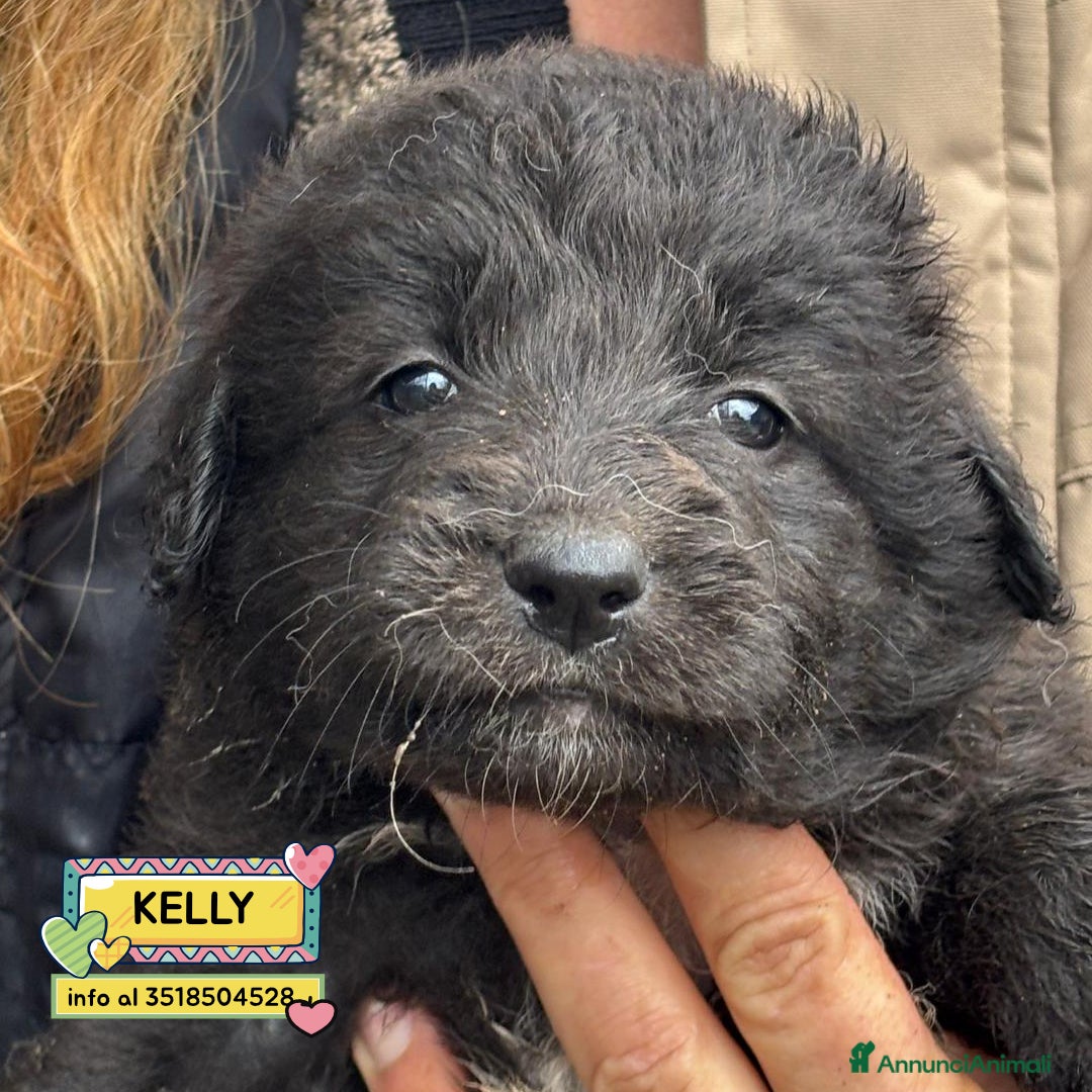Meticcio cani KELLY dolce cucciola futura taglia media adozione - Annuncio 36
