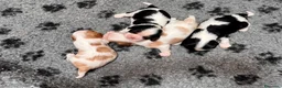 Cavalier King cani in vendita: Cuccioli  altamente selezionati! - Annuncio 3