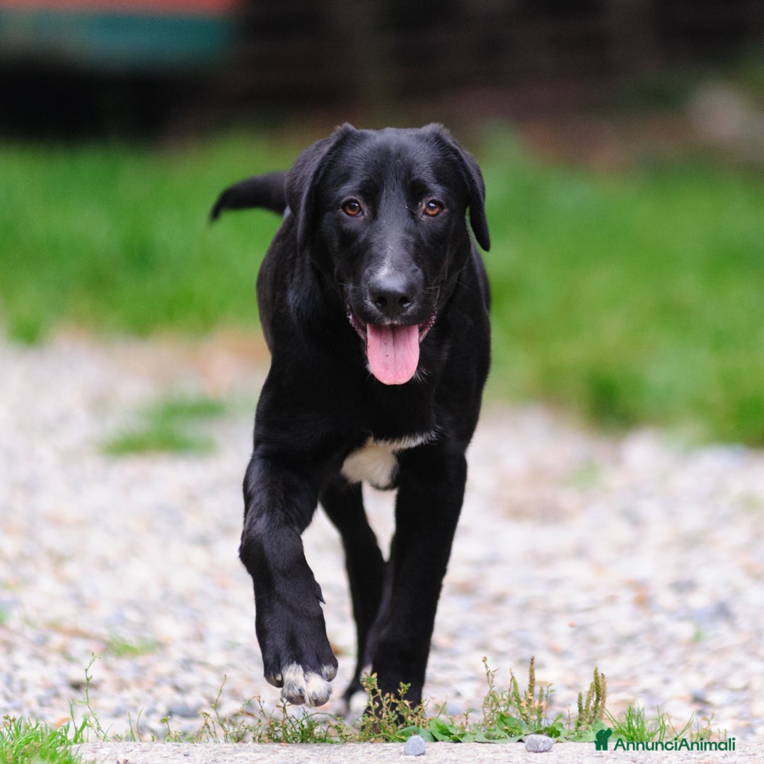 Altre razze cani in regalo: DORIS - Annuncio 6