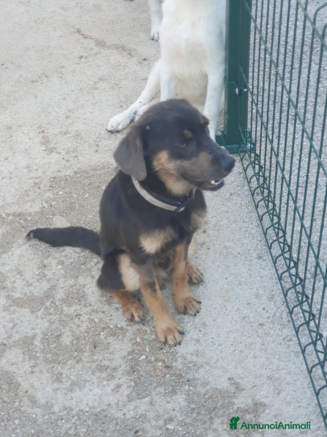 Meticcio cani in regalo: SPINO - Annuncio 16