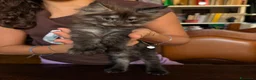Maine Coon gatti in vendita: Meravigliosi cuccioli Maine Coon a Città metropolitana di Roma Capitale - Annuncio 11