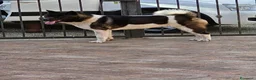 Akita Americano cani in vendita: Cuccioli Akita Americano  - Annuncio 9