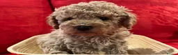 Barboncino cani in vendita: Barboncini - Annuncio 4
