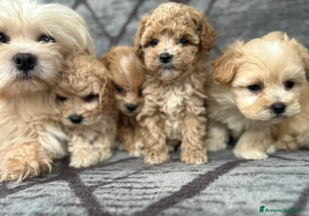 Maltipoo cani in vendita: Cuccioli di Maltipoo F1 - Annuncio 30