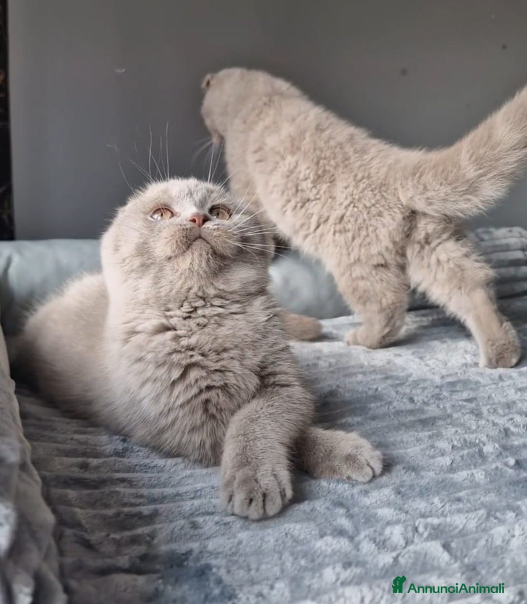 Scottish gatti in vendita: Scottish Fold  - Annuncio 5