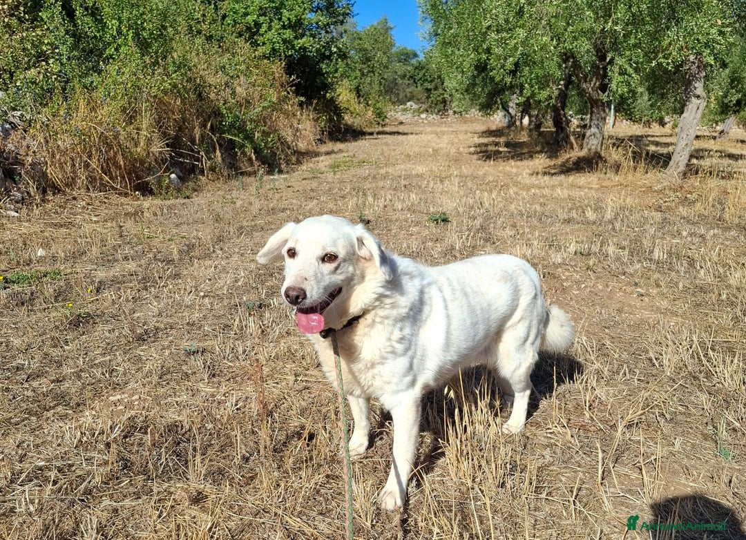 Meticcio cani in regalo: Nonna Olga Cerca Famiglia. Info Monica 3890238584 - Annuncio 9