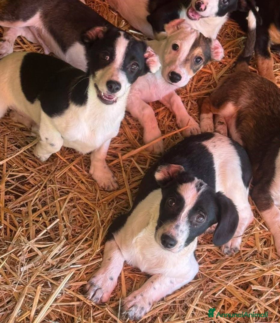 Meticcio cani FLORIA e FANA, sorelline a macchioline! TG PICCOLA - Annuncio 2