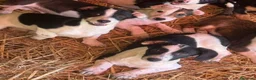 Meticcio cani in regalo: FLORIA e FANA, sorelline a macchioline! TG PICCOLA - Annuncio 1