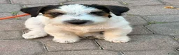 Jack Russell cani in vendita: Maschio tricolore pelo ruvido - Annuncio 7