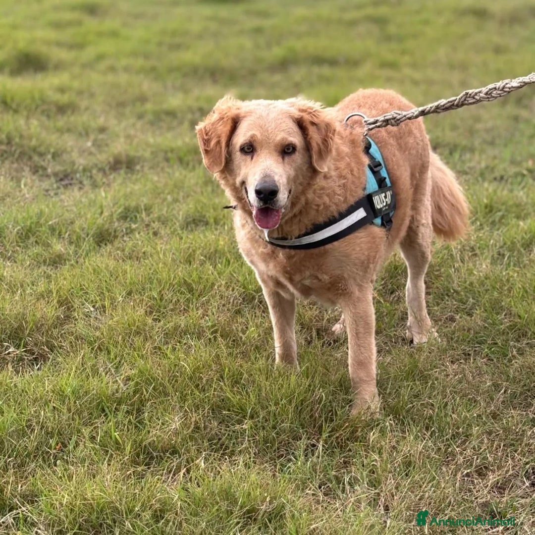 Golden Retriever cani in regalo: Filomena incrocio labrador golden retriever - Annuncio 2