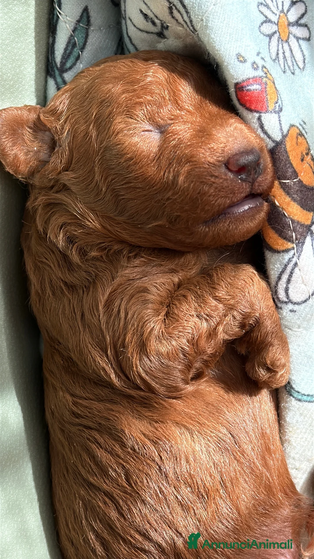 Barboncino Toy cani in vendita: Cuccioli barbone toy color Fulvo - Annuncio 2