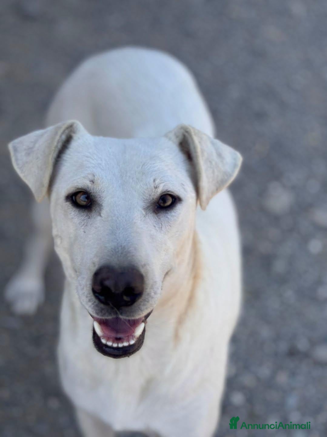 Meticcio cani Dina . - Annuncio 1