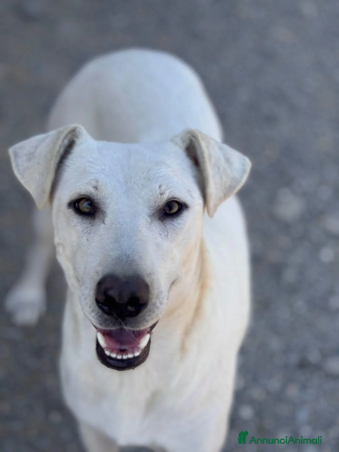 Meticcio cani in regalo: Dina . - Annuncio 1