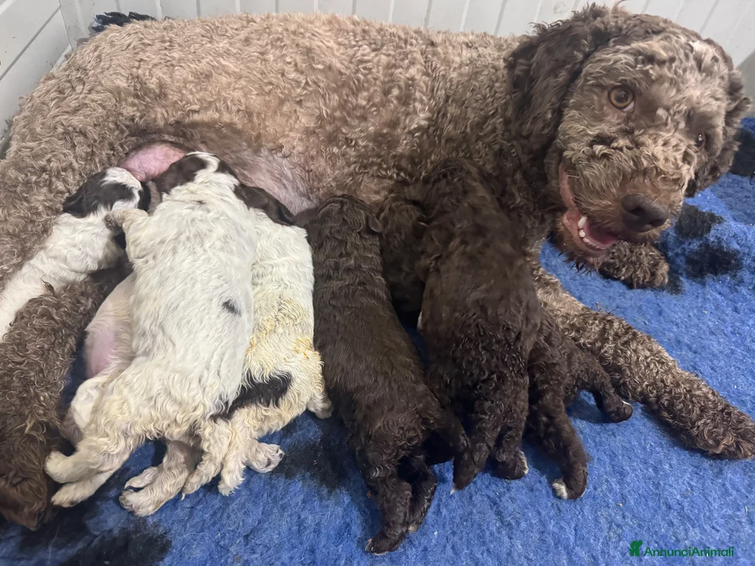 Lagotto cani in vendita: Cuccioli lagotto romagnolo  - Annuncio 1