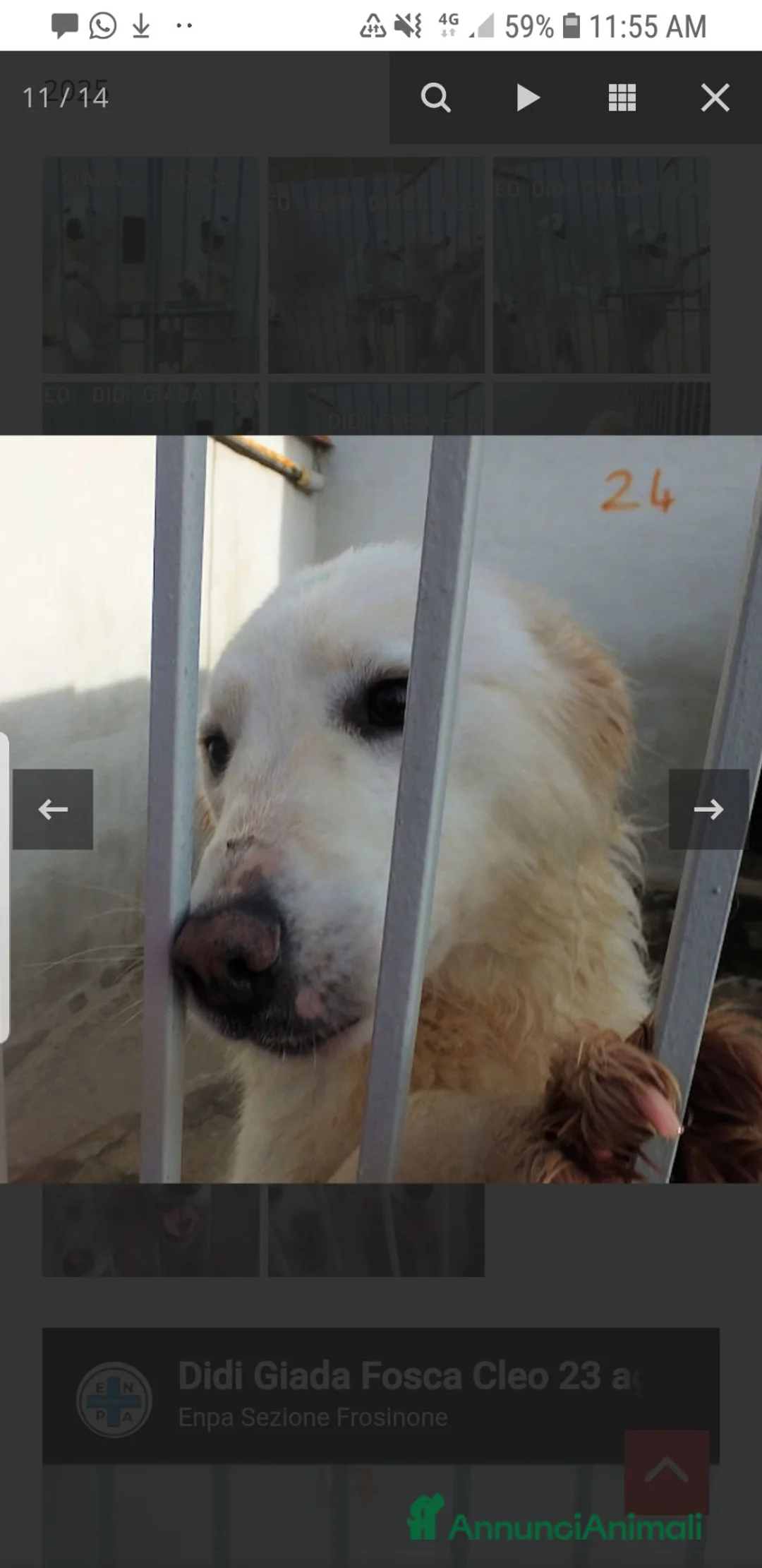 Meticcio cani in regalo: FOSCA, bellissima, CRESCIUTA IN CANILE a Provincia di Modena - Annuncio 2