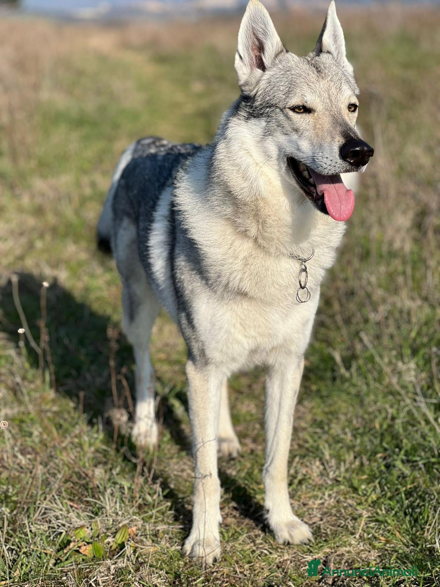 Lupo Cecoslovacco cani Cedo lupo cecoslovacco  - Annuncio 1