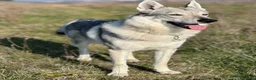 Lupo Cecoslovacco cani in regalo: Cedo lupo cecoslovacco  a Città metropolitana di Roma Capitale - Annuncio 1