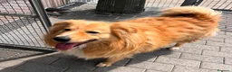 Meticcio cani in regalo: DIOR BELLISSIMO  - Annuncio 9