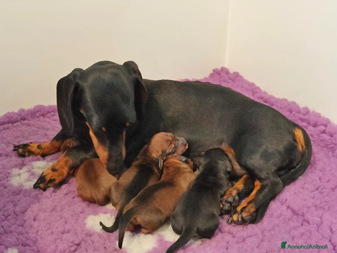 Bassotto cani in vendita: Cuccioli Bassotti nani - Annuncio 1