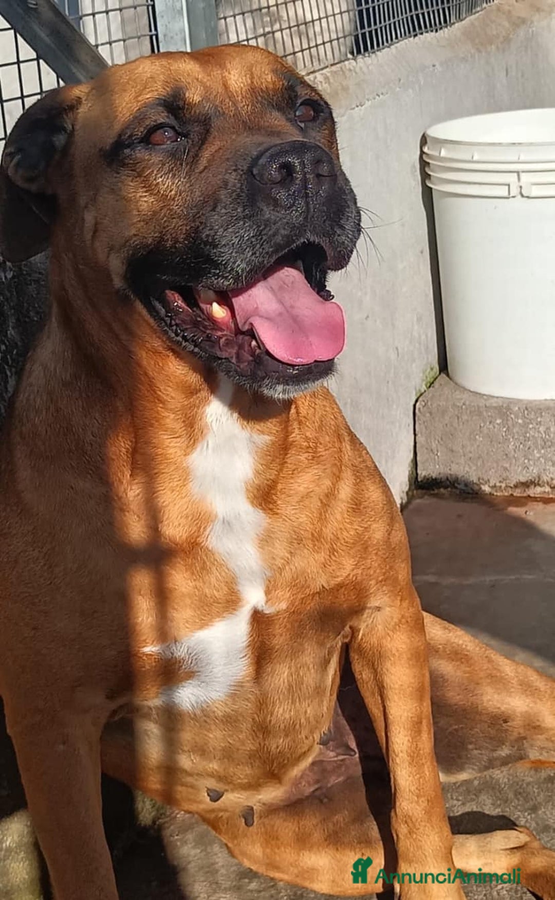 Boxer cani in regalo: ARTEMIS coccolona 4 anni derivato boxer cerca casa a Provincia di Latina - Annuncio 5