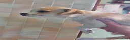 Chihuahua cani in vendita: Cucciola chihuahua femmina con pedigree  - Annuncio 3