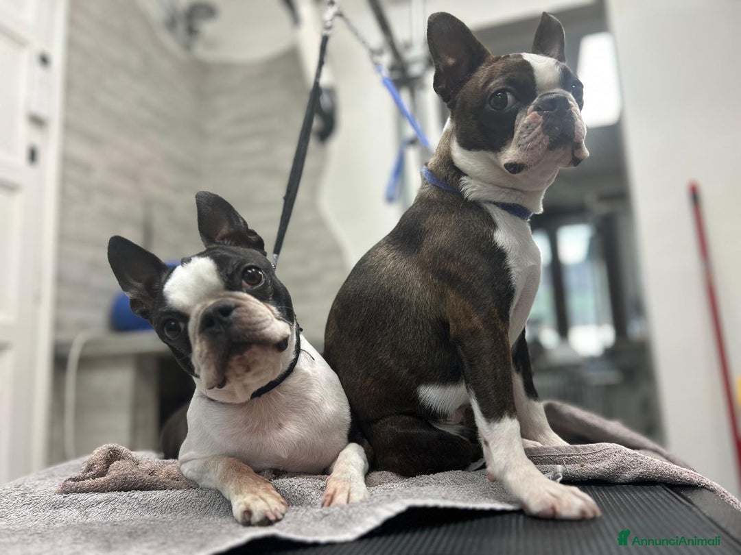 Boston Terrier cani in vendita: Cuccioli Boston Terrier a Città Metropolitana di Torino - Immagine 9