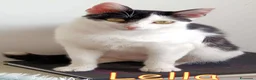 Europeo gatti in regalo: LELLA GATTINA DOLCISSIMA! URGENTE - Annuncio 2