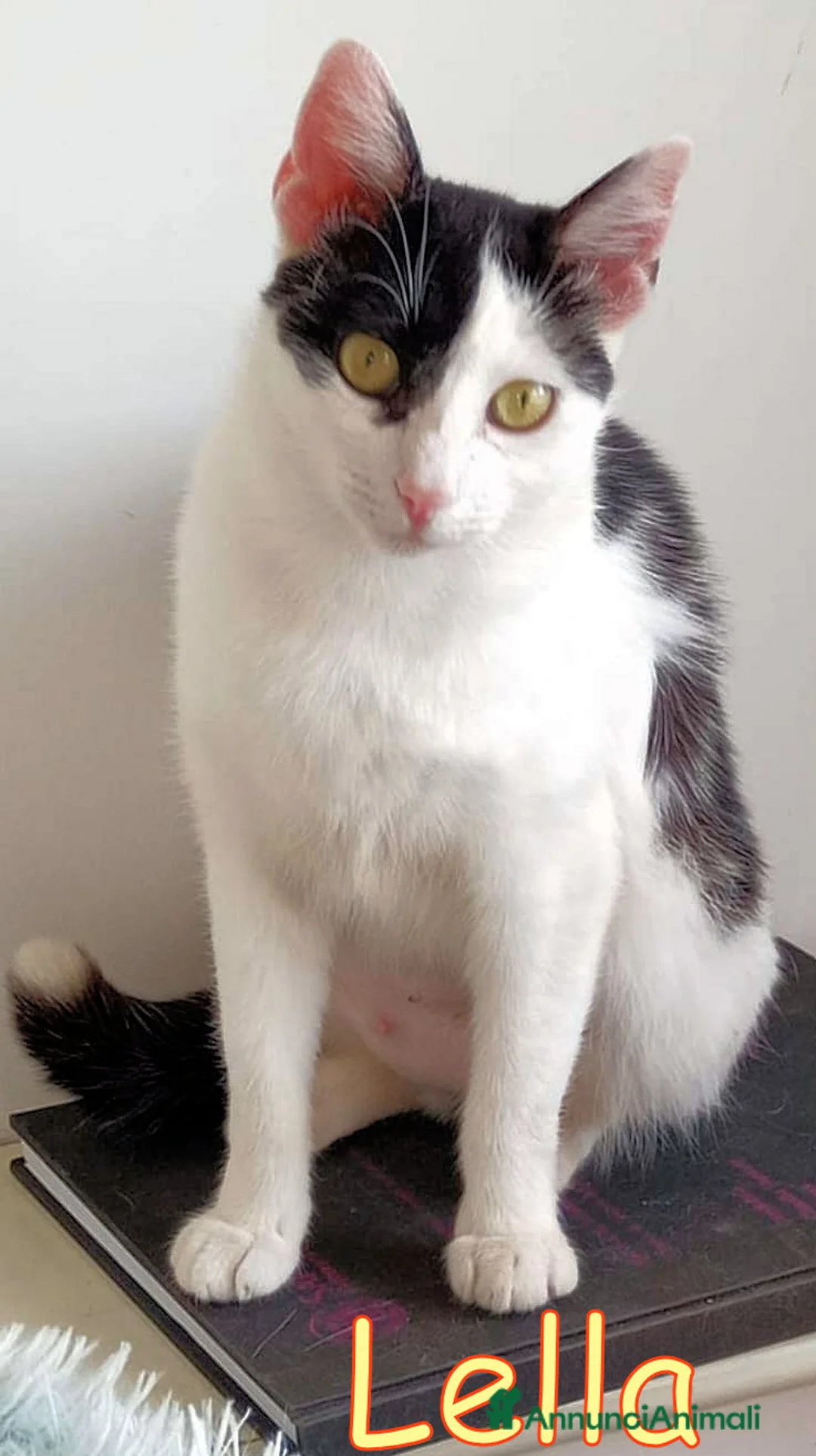 Europeo gatti in regalo: LELLA GATTINA DOLCISSIMA! URGENTE - Annuncio 2