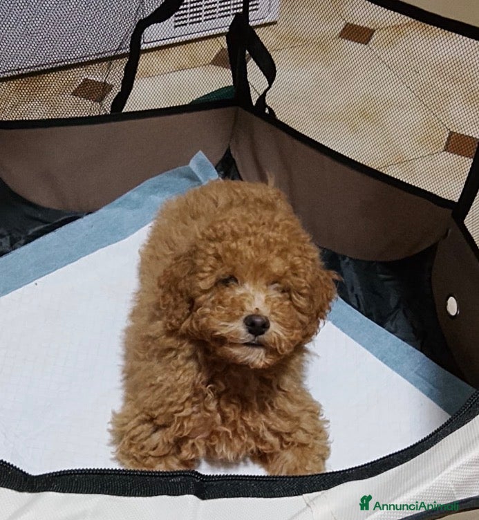 Barboncino cani Barboncino nano  - Annuncio 2