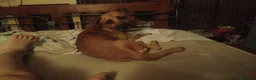 Meticcio cani in regalo: A Bologna, 1 anno, 7 kg, buonissimo, Iper dolce  - Annuncio 3