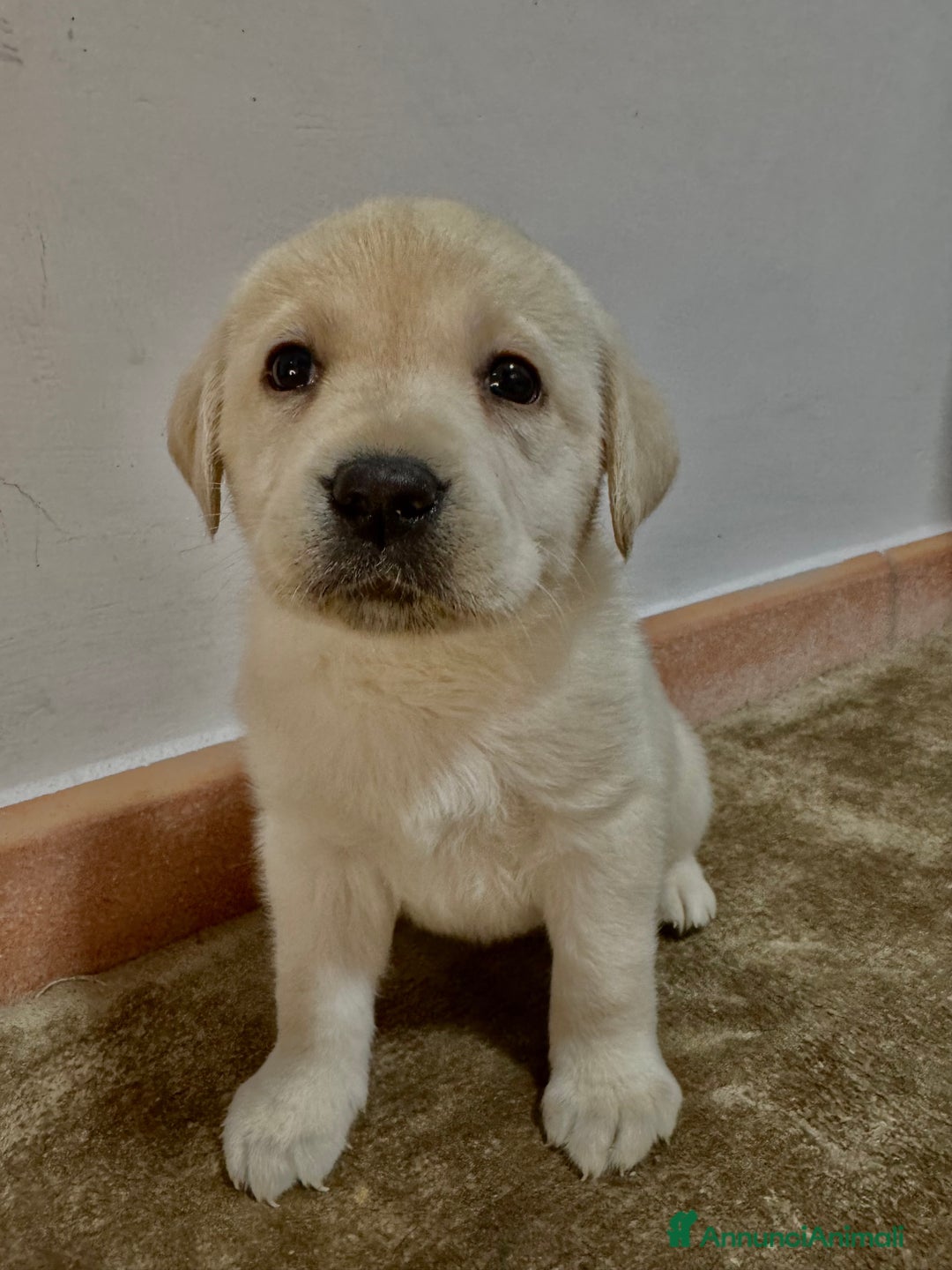 Labrador cani in vendita: Cucciolo Labrador  Giallo Disponibile da subito  a Provincia di Lucca - Immagine 4