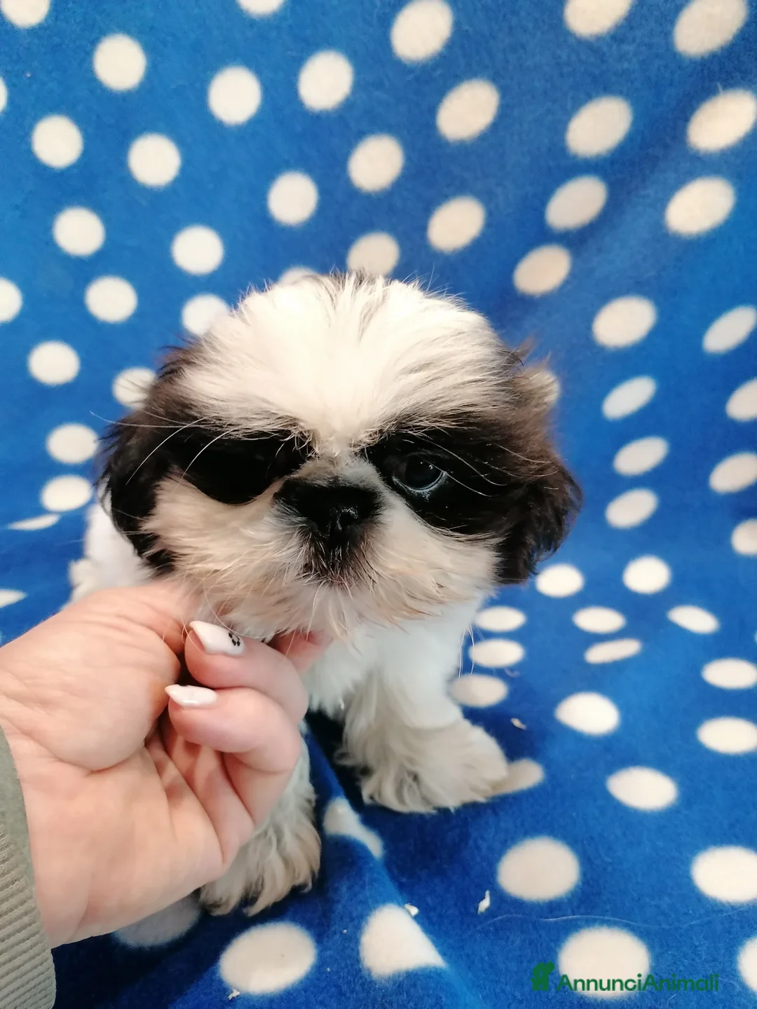 Shih Tzu cani in vendita: Shih Tzu cucciolo taglia molto piccola - Annuncio 1