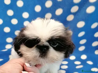 Shih Tzu cani Shih Tzu cucciolo taglia molto piccola - Annuncio 17
