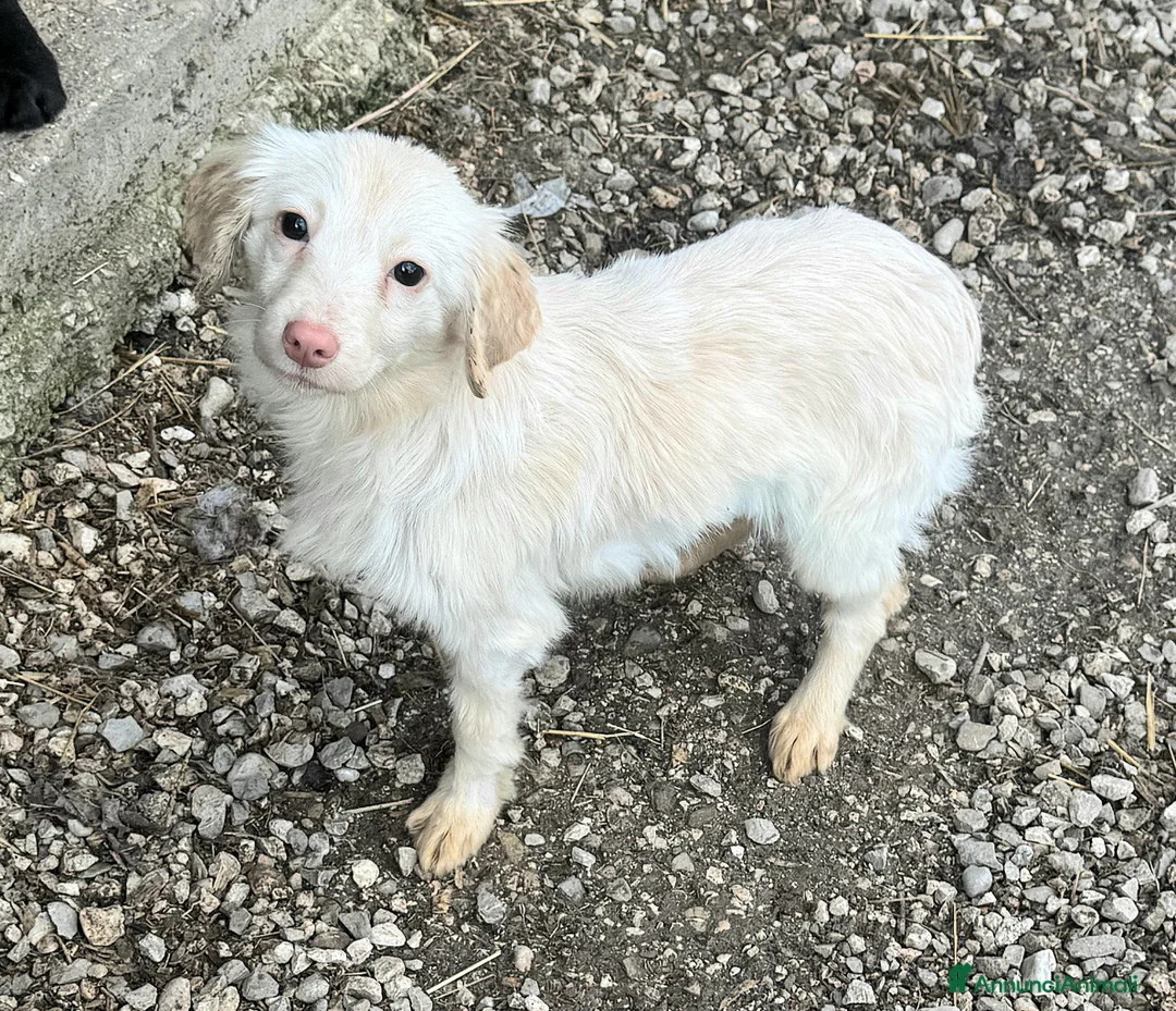 Meticcio cani in regalo: Claretta 6 mesi taglia piccola  - Annuncio 3