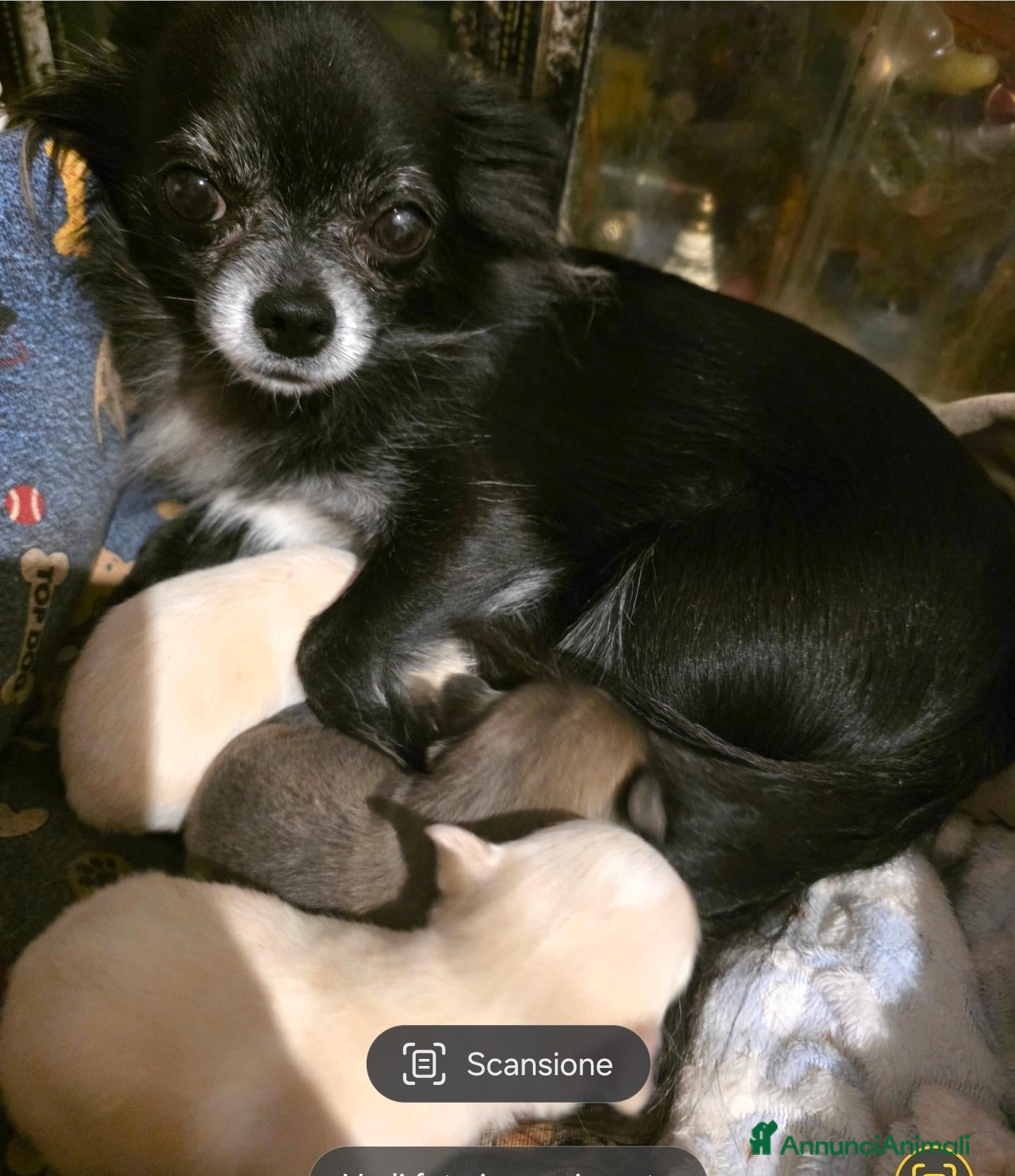 Chihuahua cani in vendita: Chihuahua pelo lungo - Annuncio 7