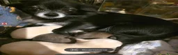 Chihuahua cani in vendita: Chihuahua pelo lungo - Annuncio 1