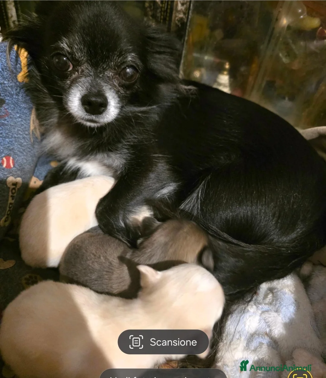 Chihuahua cani in vendita: Chihuahua pelo lungo - Annuncio 1