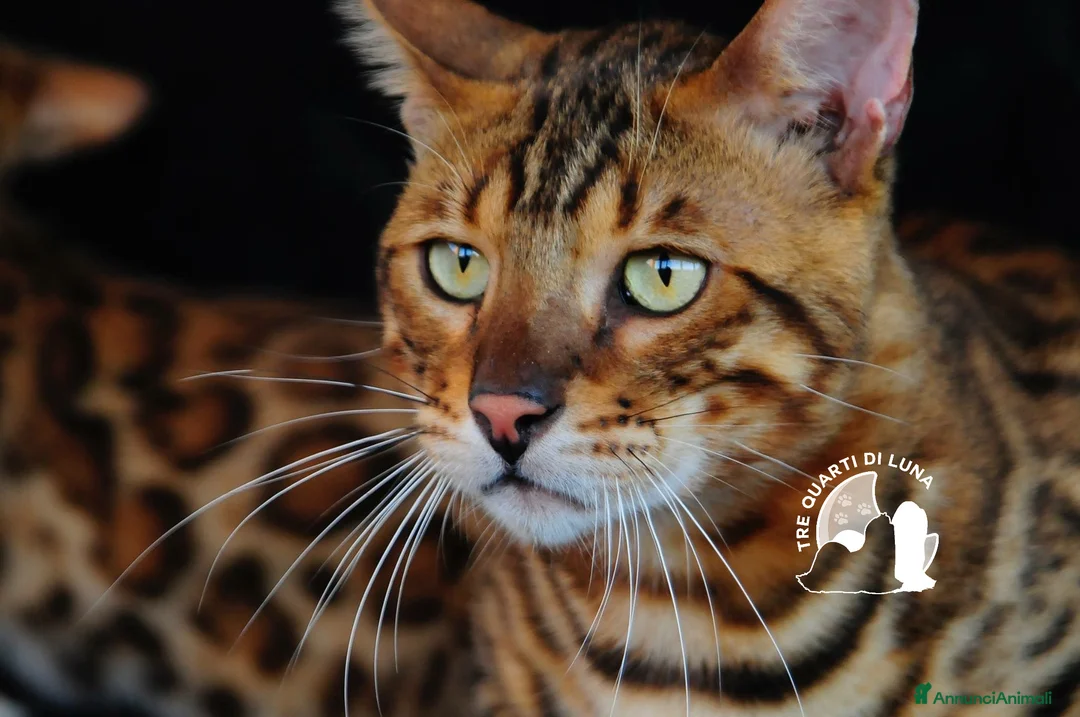 Bengala gatti in vendita: Gatti Bengala Disponibili – Eleganza Selvaggia  - Annuncio 1