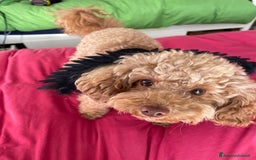 Barboncino Toy cani per accoppiamento: Barboncino Toy - Immagine 2