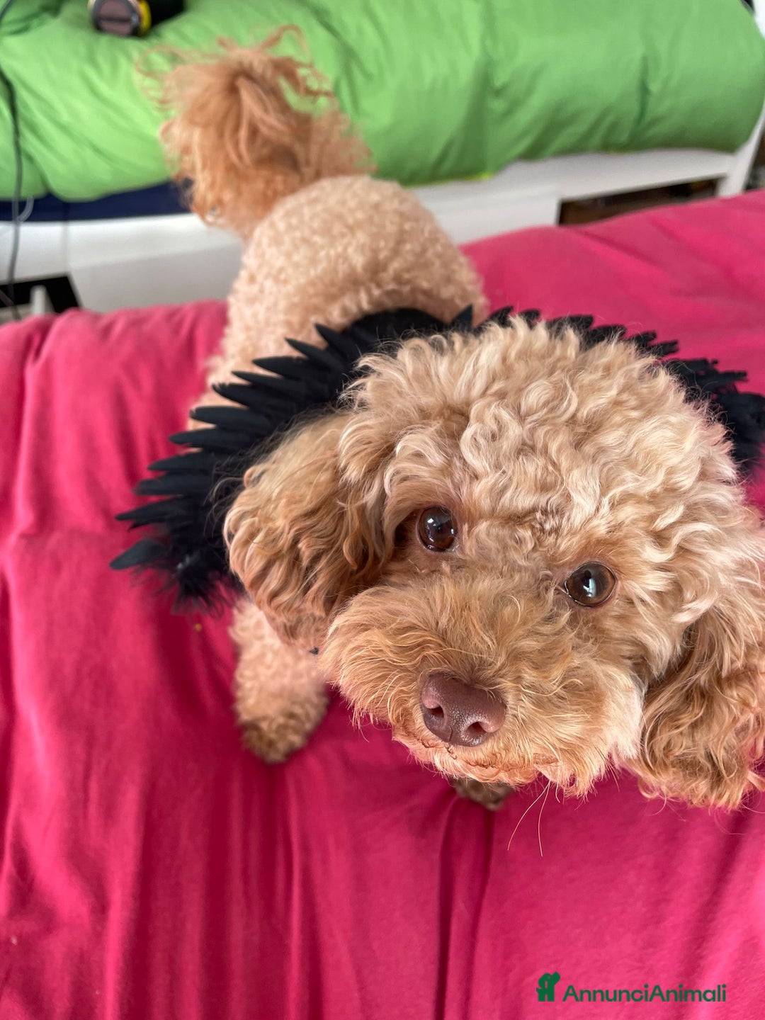 Barboncino Toy cani per accoppiamento: Barboncino Toy - Immagine 2