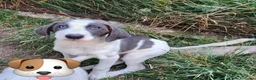 Meticcio cani in regalo: Gary 4mesi tg media a breve  in arrivo a MILANO. - Annuncio 2