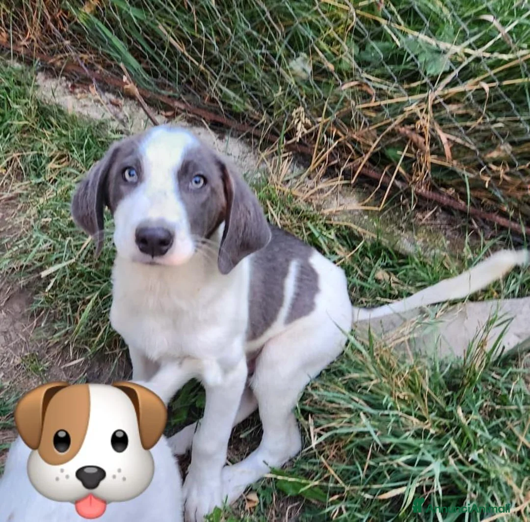 Meticcio cani in regalo: Gary 4mesi tg media a breve  in arrivo a MILANO. - Annuncio 2