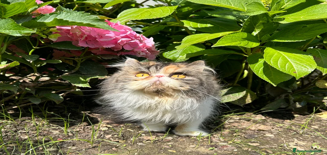 Immagine della galleria {{count}}