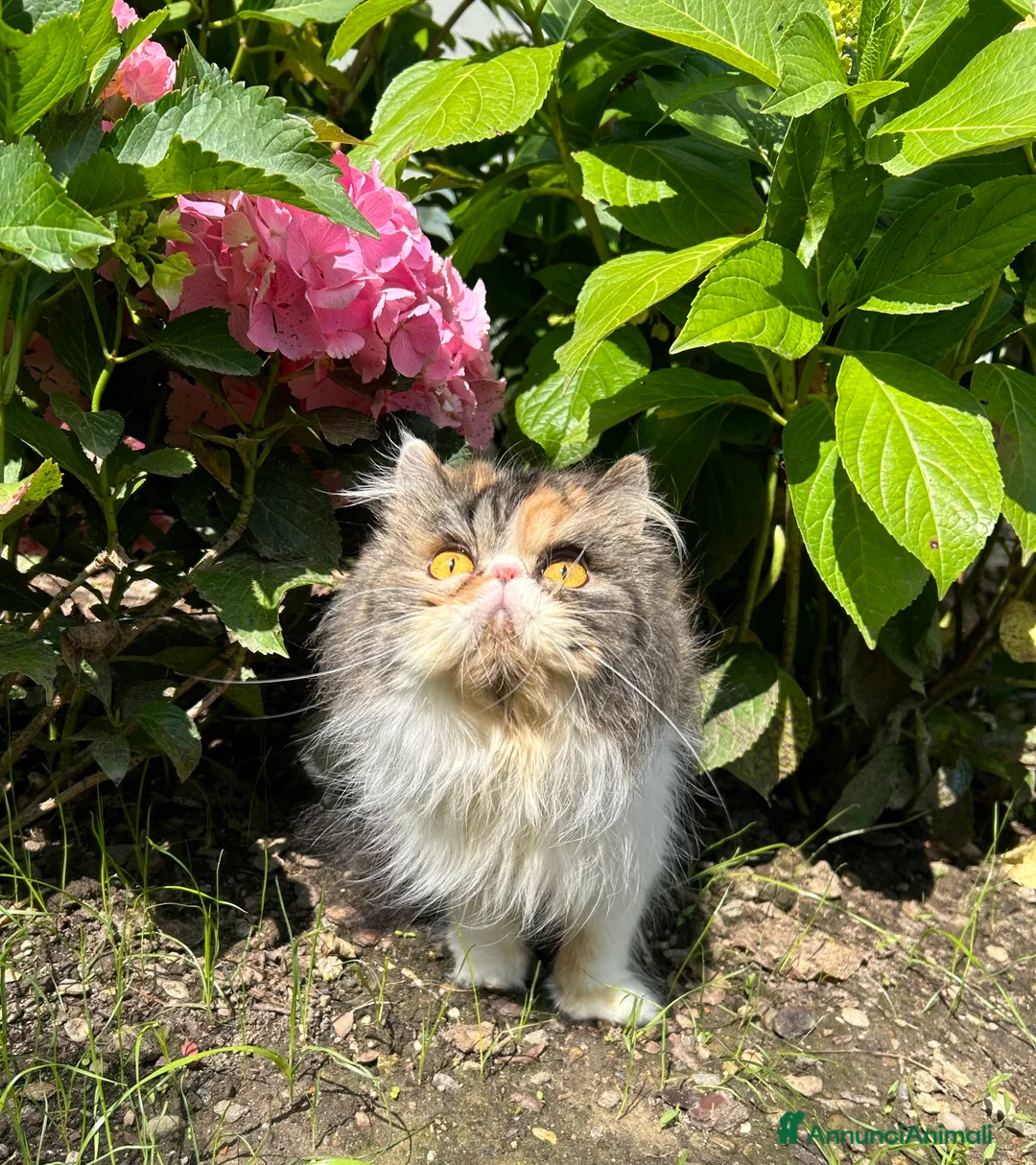 Immagine della galleria {{count}}